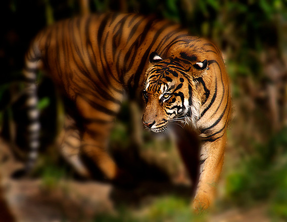 CAT 2959 CD112 NEW TIGER