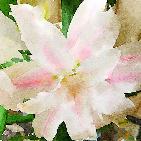 CAT 10558 CD352 WHITE LILY