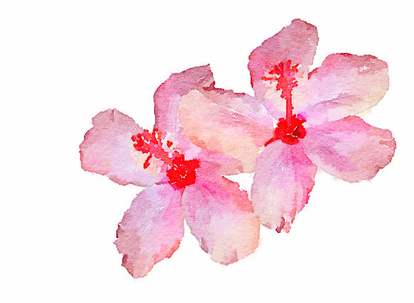 CAT 10552 CD352  HIBISCUS
