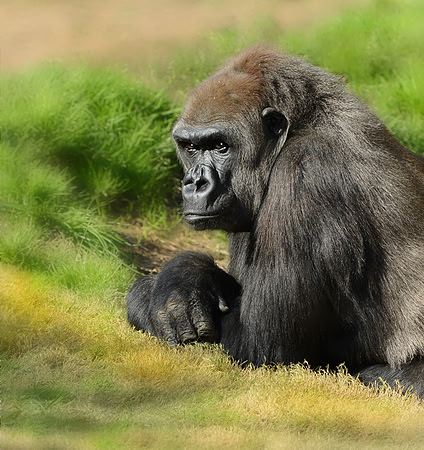 CAT 8669 CD309 SILVERBACK GORILLA