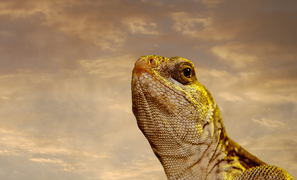 CAT 7970 CD287 REPTILE