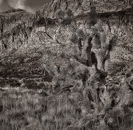 CAT 8847 CD316 DESERT YUCCA TREE